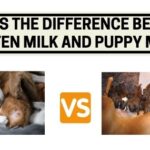 What is the Difference Between Kitten Milk and Puppy Milk