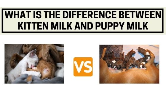 What is the Difference Between Kitten Milk and Puppy Milk