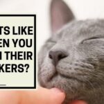 Do Cats Like it When You Touch Their Whiskers