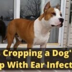 Does Cropping a Dog's Ears Help With Ear Infections
