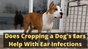 Does Cropping a Dog's Ears Help With Ear Infections