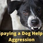 Can Spaying a Dog Help With Aggression
