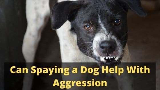 Can Spaying a Dog Help With Aggression