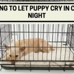 How Long to Let Puppy Cry in Crate at Night