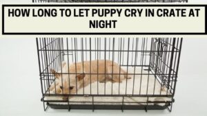 How Long to Let Puppy Cry in Crate at Night