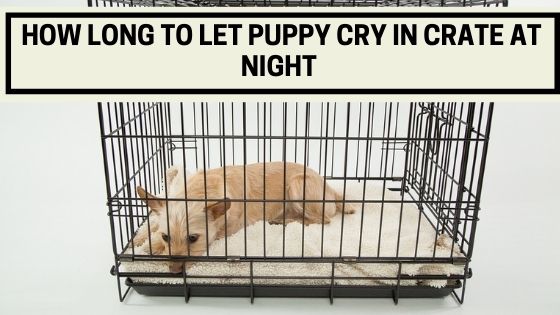 How Long Should You Let Puppy Cry In Crate At Night