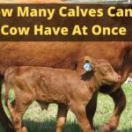 How Many Calves Can a Cow Have At Once