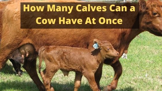 How Many Calves Can a Cow Have At Once