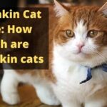 Munchkin Cat Price: How much are Munchkin cats