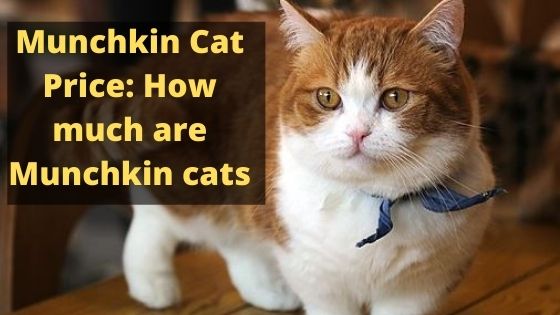 Munchkin Cat Price: How much are Munchkin cats