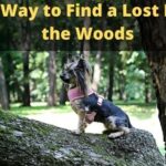 Best Way to Find a Lost Dog in the Woods