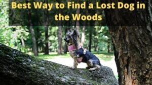 Best Way to Find a Lost Dog in the Woods