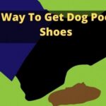 Best Way To Get Dog Poop Off Shoes