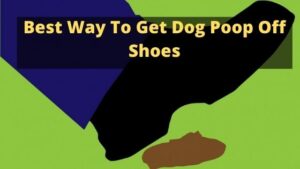 Best Way To Get Dog Poop Off Shoes