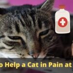How to Help a Cat in Pain at Home