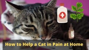 How to Help a Cat in Pain at Home