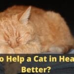 How to Help a Cat in Heat Feel Better
