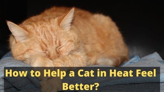 How to Help a Cat in Heat Feel Better