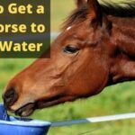 How to Get a Sick Horse to Drink Water