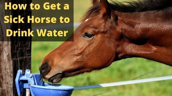 How to Get a Sick Horse to Drink Water