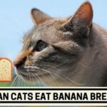 Can Cats Eat Banana Bread