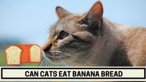 Can Cats Eat Banana Bread