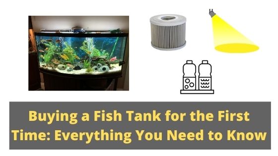 Buying a Fish Tank for the First Time