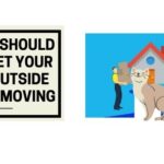 When Should You Let Your Cat Outside After Moving