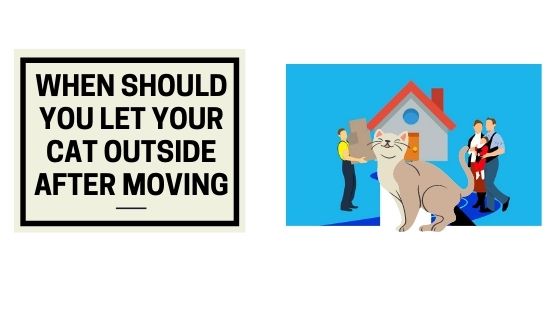 When Should You Let Your Cat Outside After Moving