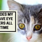 Why Does My Cat Have Eye Boogers All The Time