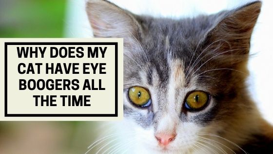 Cat Has Eye Boogers