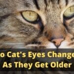 Why do Cat's Eyes Change Color As They Get Older