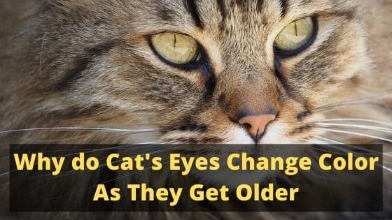 Why do Cat's Eyes Change Color As They Get Older