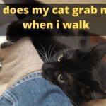 Why Does My Cat Grab My Leg When I Walk?