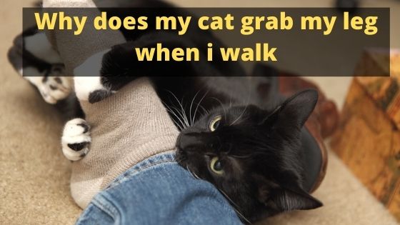 Why Does My Cat Grab My Leg When I Walk?