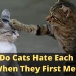 Why Do Cats Hate Each Other When They First Meet