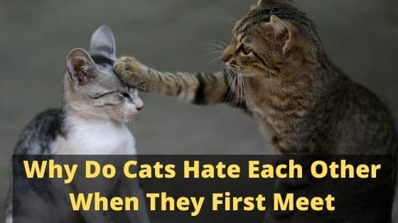 Why Do Cats Hate Each Other When They First Meet
