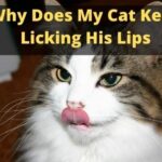 Why Does My Cat Keep Licking His Lips