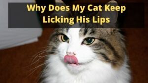 Why Does My Cat Keep Licking His Lips