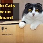 Why do Cats Chew on Cardboard