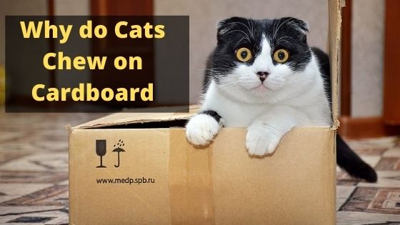 Why do Cats Chew on Cardboard