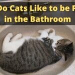 Why Do Cats Like to be Petted in the Bathroom