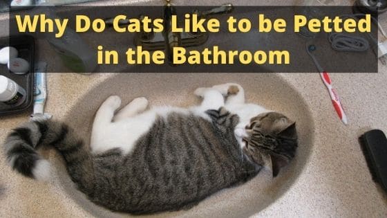 Why Do Cats Like to be Petted in the Bathroom