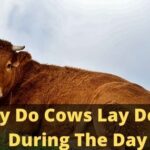 Why Do Cows Lay Down During The Day