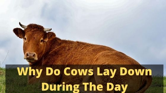 Why Do Cows Lay Down During The Day