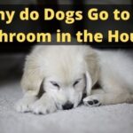 Why do Dogs Go to the Bathroom in the House ?