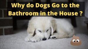 Why do Dogs Go to the Bathroom in the House ?
