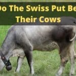 Why Do The Swiss Put Bells On Their Cows