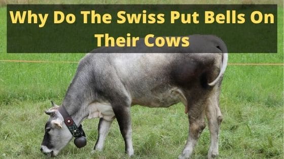 Why Do The Swiss Put Bells On Their Cows