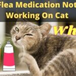 Flea Medication Not Working On Cat